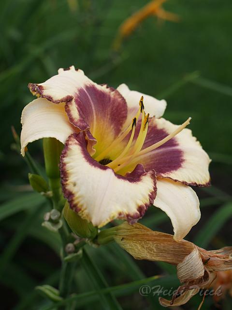 Hemerocallis Islesworth.JPG